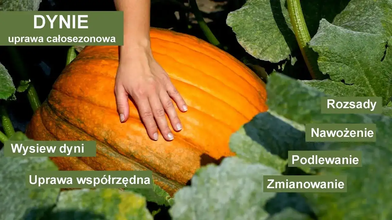 Jak uprawiać dynie: proste metody i tajniki pielęgnacji roślin