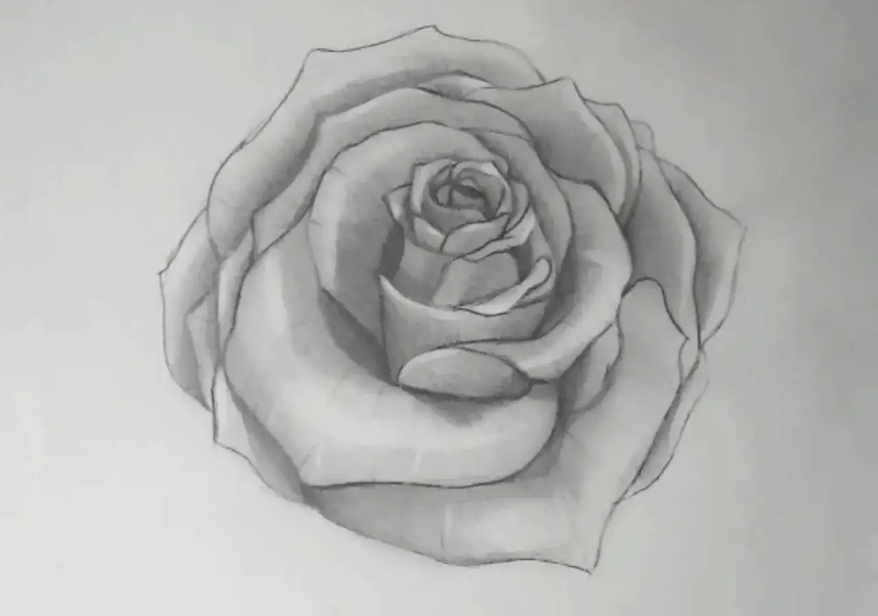 Bleistiftzeichnung einer Rose mit detaillierten Blütenblättern.