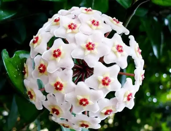 Jak przycinać hoję, aby uzyskać piękne kwiaty i uniknąć błędów