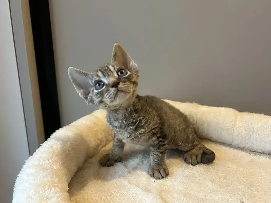 Myślę, że najlepszym Meta Title będzie: Devon Rex na OLX: Kup zdrowego kociaka uniknij pułapek!