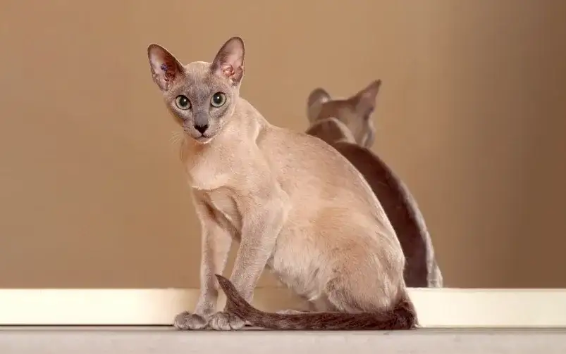 Kot tonkijski amerykański a angielski: odkryj zaskakujące różnice