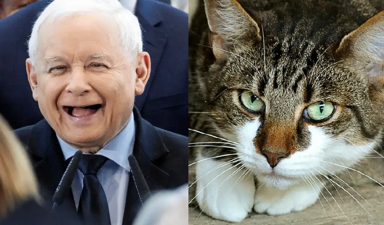 Czy Kaczyński ma kota? Odkryj prawdę o jego pupilkach