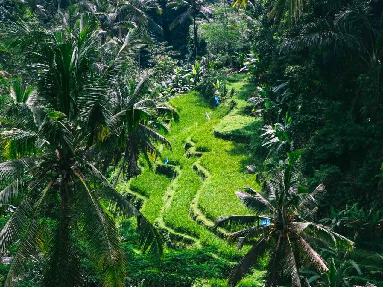 Lazy Z Spa Ubud: Polska oaza relaksu na Bali czy warto?