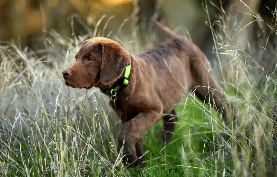Od kiedy można założyć psu obrożę przeciwpchelną, aby uniknąć problemów?