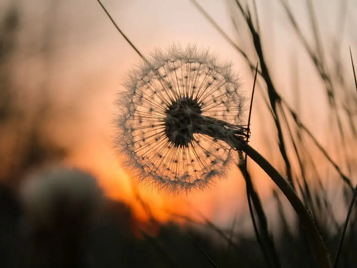 Dmuchawiec na tle zachodzącego słońca, jak ulotne wspomnienia o ludziach, którzy odeszli.