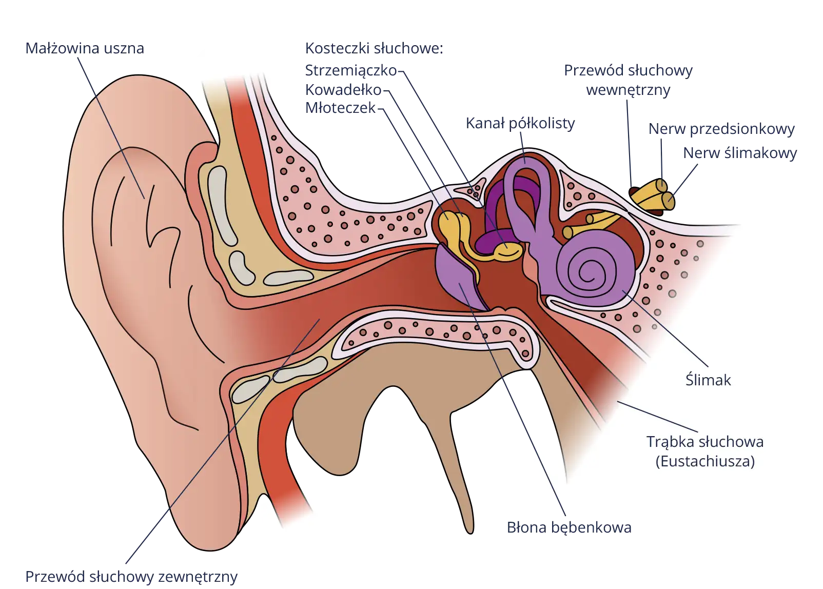 Słuch człowieka: Jak dźwięk staje się informacją w mózgu?