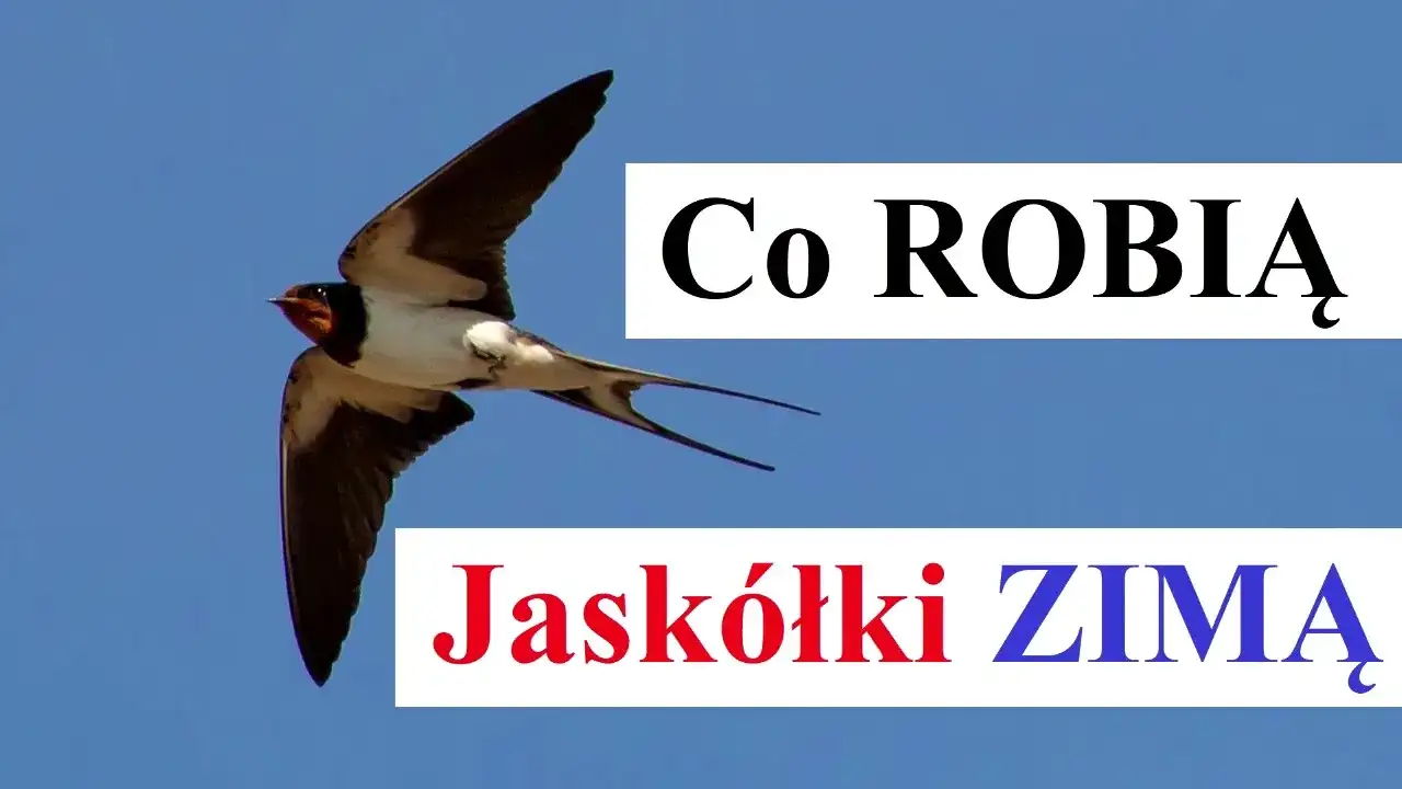 Poznaj fascynujące miejsca, gdzie zimują jaskółki i ich trasy migracji