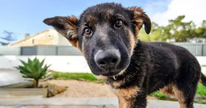 Jak wytresować szczeniaka: skuteczne metody nauki czystości i podstawowych komend