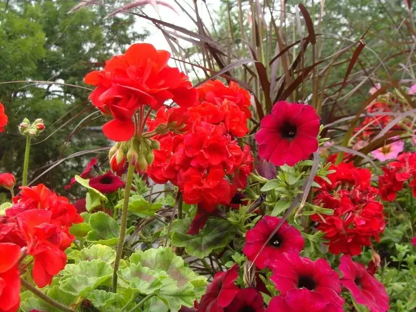 Z czym posadzić pelargonie? Najlepsze rośliny towarzyszące dla piękna