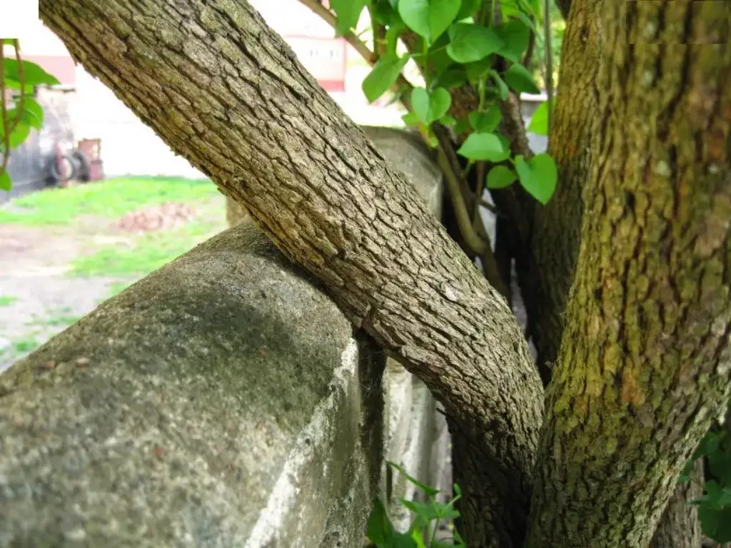 Czy można zmusić sąsiada do wycięcia drzewa? Poznaj swoje prawa