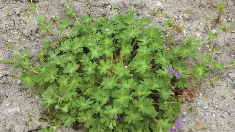 Jak skutecznie zwalczyć bodziszek chwast w uprawach i ogrodach