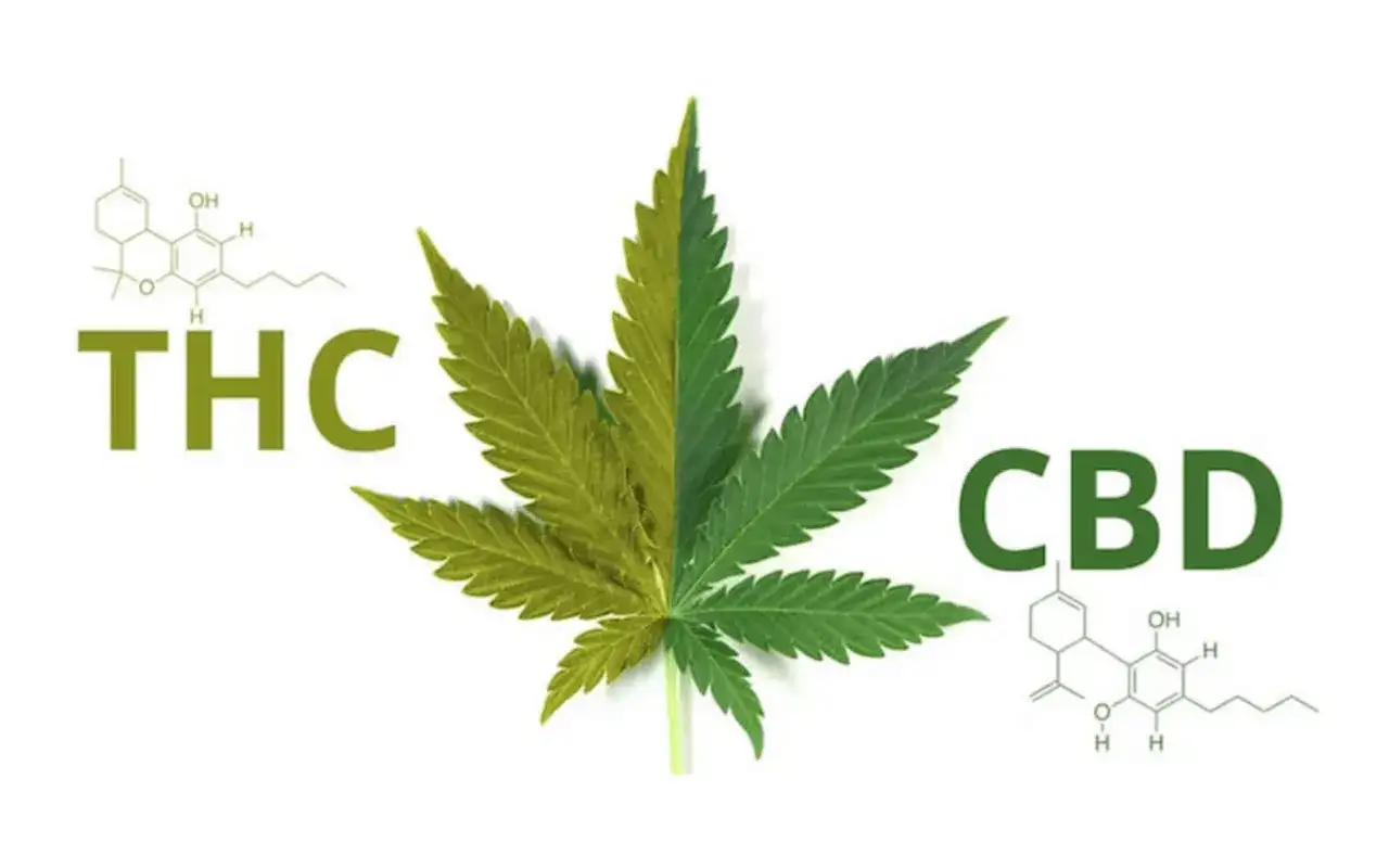 Liść konopi podzielony na dwie części, z symbolami THC i CBD oraz ich wzorami chemicznymi.