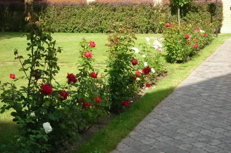 Jak uprawiać róże: proste sposoby na piękne kwiaty w ogrodzie