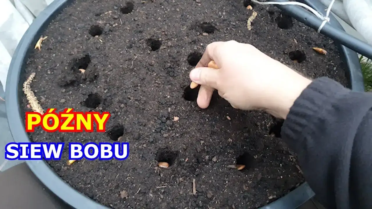 Jak siać bób do gruntu, aby uniknąć najczęstszych błędów?