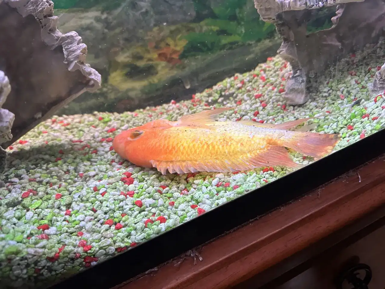 Dlaczego ryba leży na dnie akwarium? Oto niepokojące przyczyny