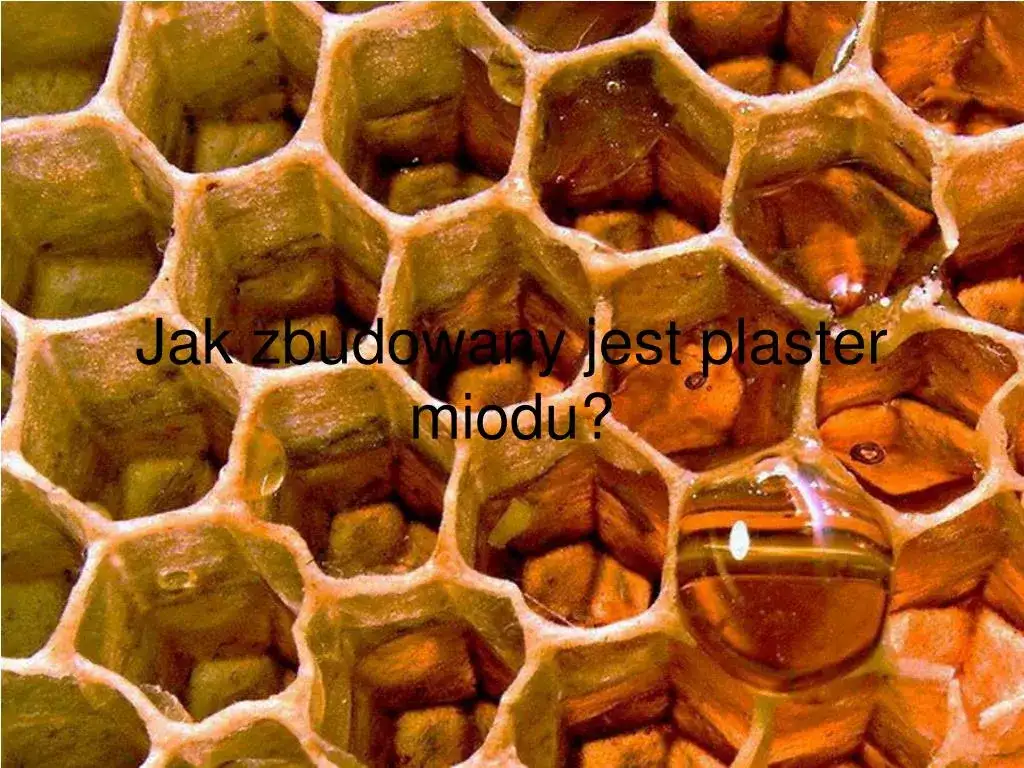 Jak wygląda plaster miodu? Odkryj jego fascynującą budowę i funkcje