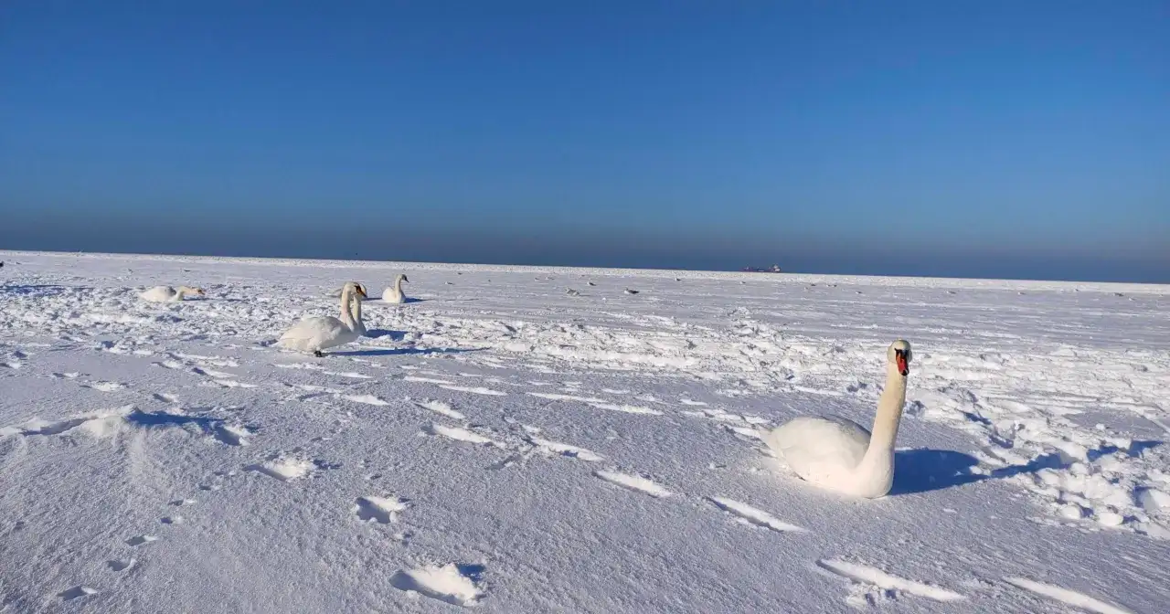 Łabędzie na zamarzniętym Bałtyku. Kiedy ostatnio zamarzło morze bałtyckie, ptaki znalazły tu zimowe schronienie.