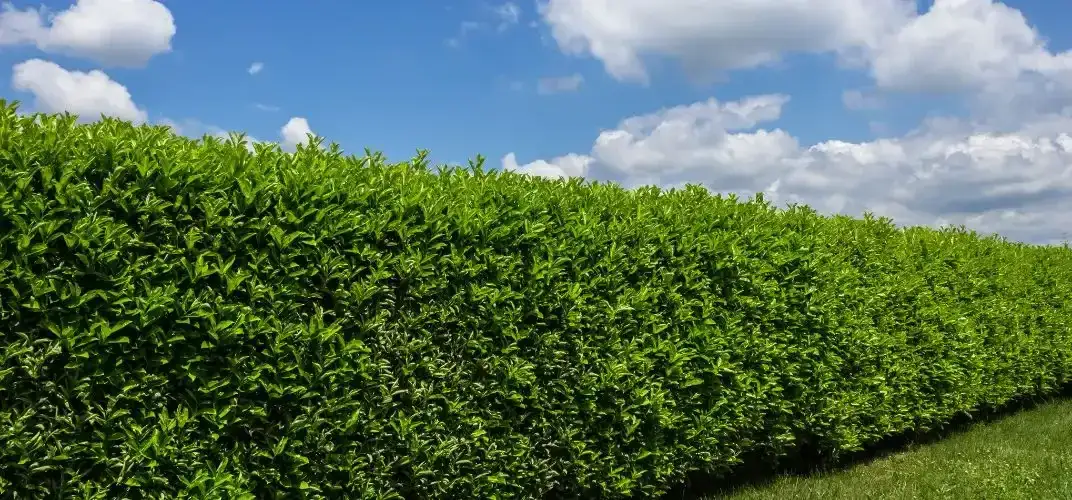 Najlepsze rośliny na żywopłot, które łatwo pielęgnować i sadzić