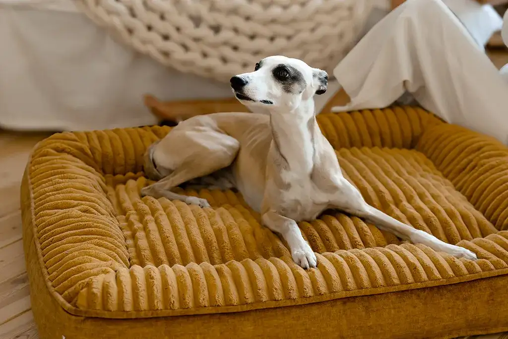 Legowisko dla psa które można prać - jak dbać o higienę i komfort