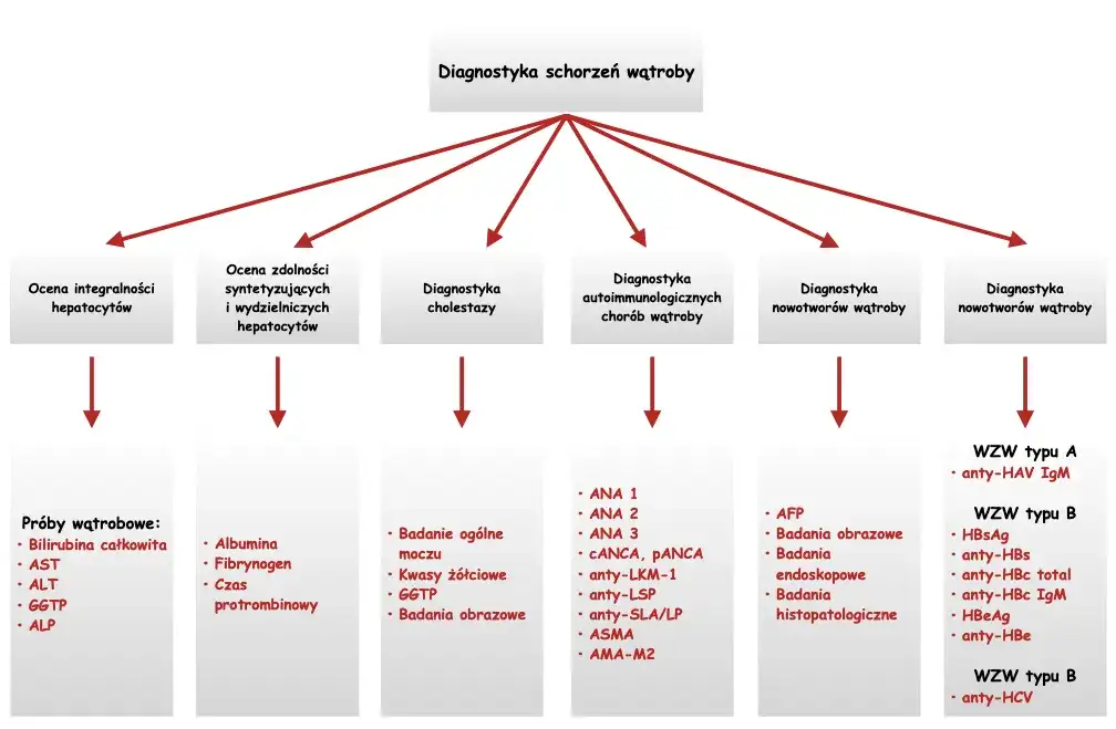 Dlaczego wątroba nazywana jest laboratorium chemicznym i jakie ma funkcje?