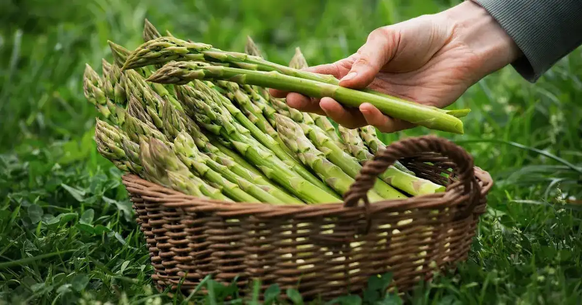 Jak uprawiać szparagi - unikaj najczęstszych błędów w ogrodzie