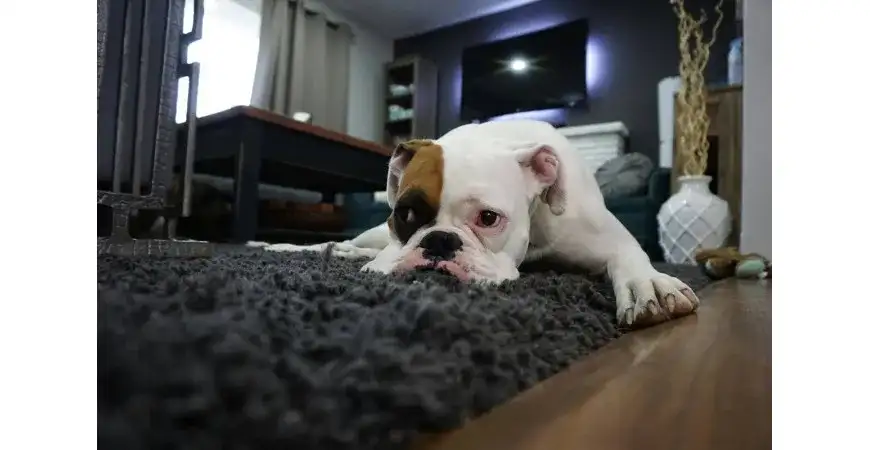 Szczeniak niszczy meble? Zrozum i oducz! Poradnik eksperta.