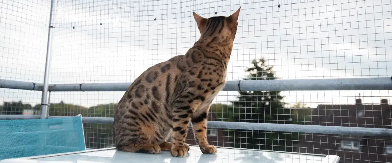 Jak bezpiecznie i wygodnie urządzić balkon dla kota - praktyczne porady