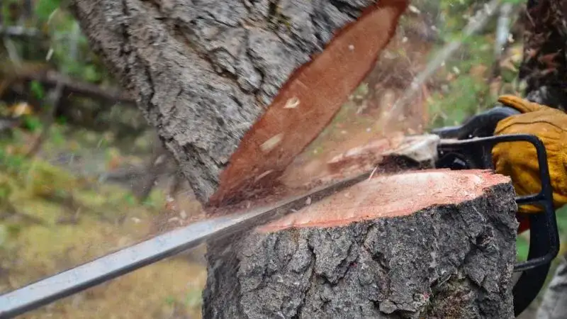 Kiedy wycinać drzewa? Terminy i zasady legalnej wycinki