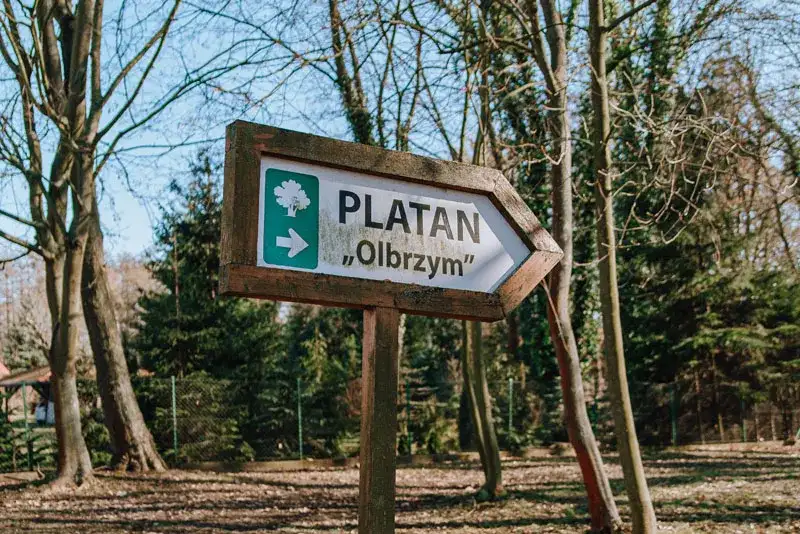 Najciekawsze atrakcje w Chojnie, które musisz zobaczyć podczas wizyty