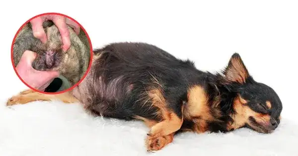 Jakie są objawy zapalenia pochwy u psa i jak je leczyć?