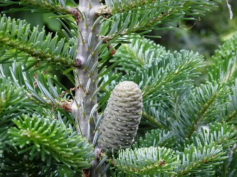 Gałęzie jodły w krzyżówce? CETLE to odpowiedź! Poznaj pułapki
