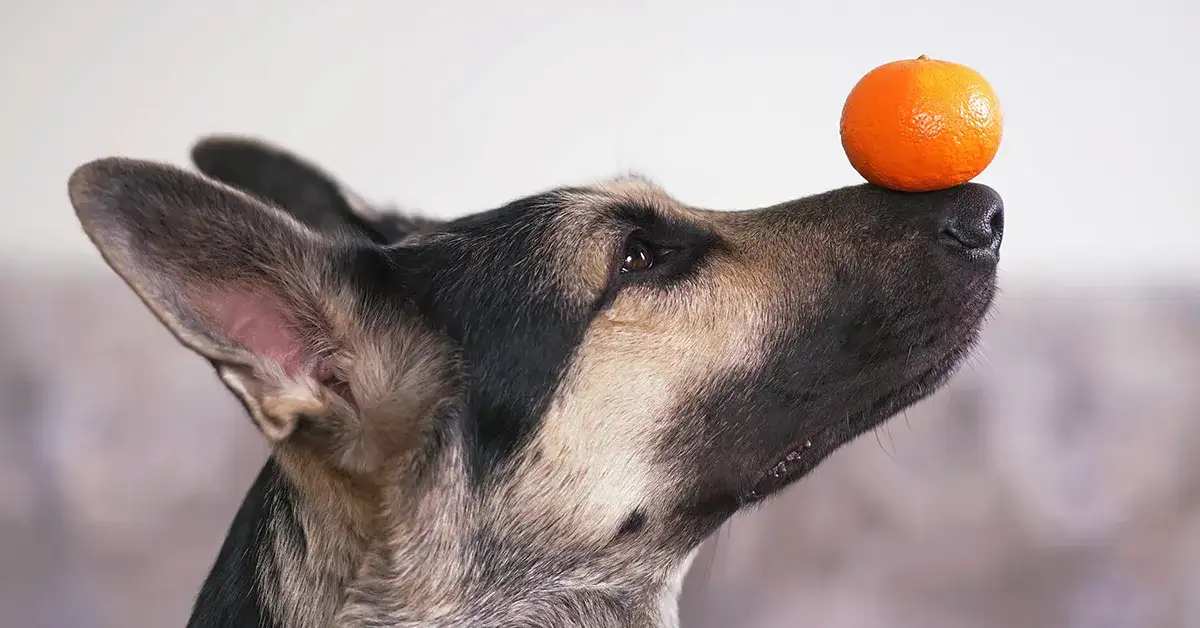 Czy pies może jeść pomarańcze? Bezpieczne porcje i ryzyko zdrowotne