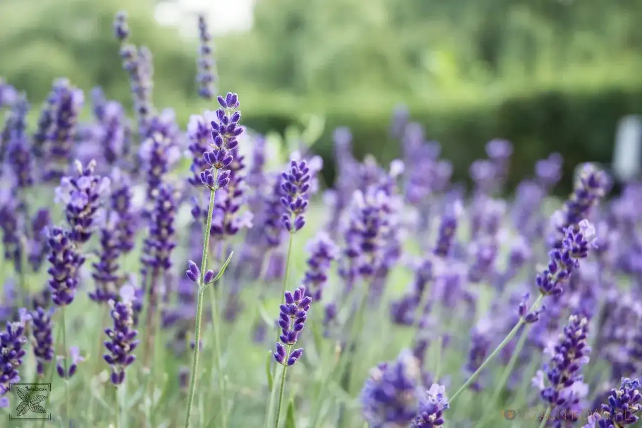 Jak zrobić herbatę z lawendy? Przepis na relaks bez goryczki!