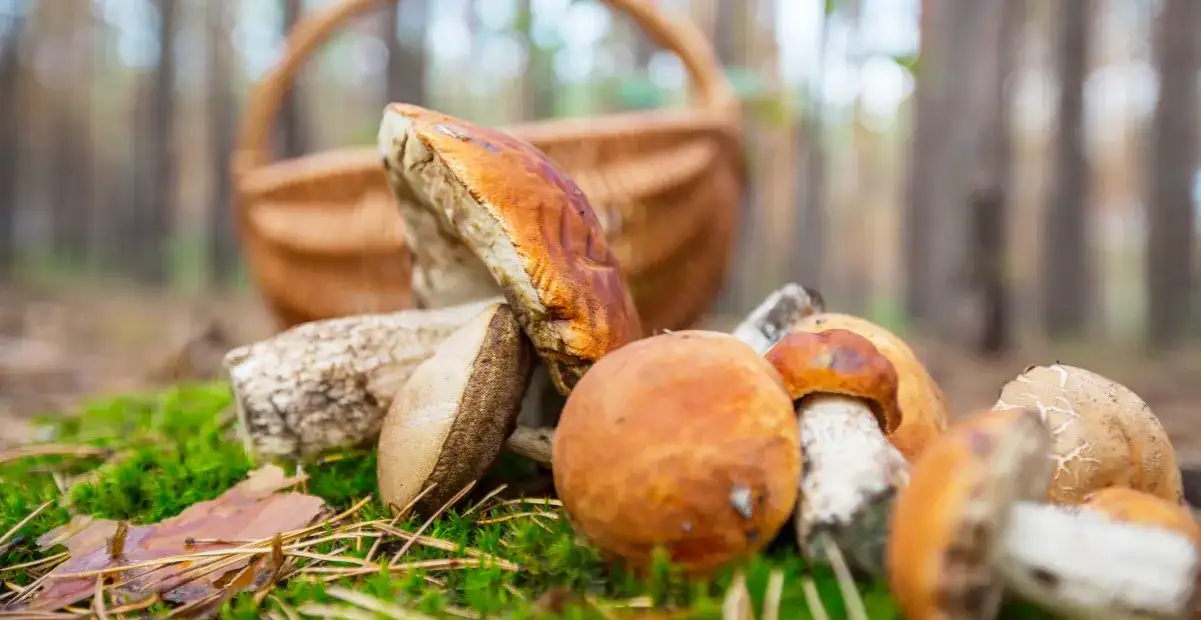 Gdzie na grzyby z noclegiem? Najlepsze miejsca na grzybobranie