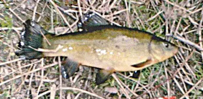 Skuteczna przynęta na lina - najlepsze opcje, które naprawdę działają