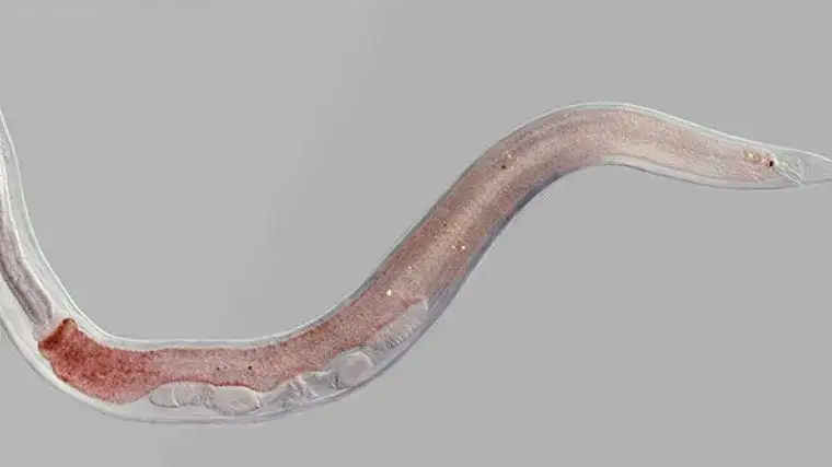 Robaki u kota: Objawy, rodzaje pasożytów i jak skutecznie leczyć?