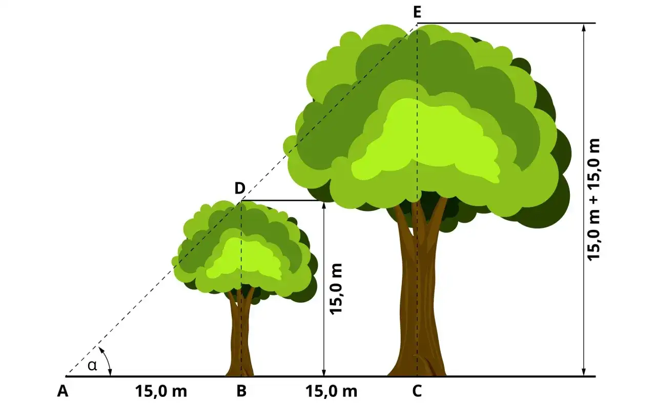 Ilustracja geometryczna pokazująca pomiar wysokości drzewa za pomocą trójkąta prostokątnego.