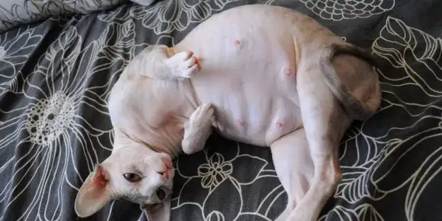 Sutki kotki w ciąży: jak wyglądają i co oznaczają zmiany?