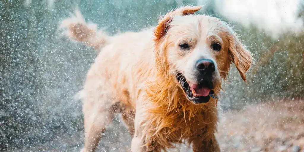 Czy Golden Retriever śmierdzi? Prawda o zapachu i jak mu zapobiec