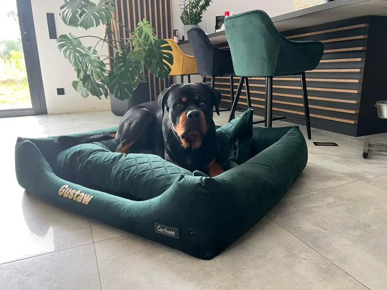 Jak nauczyć szczeniaka spać w legowisku bez stresu i frustracji