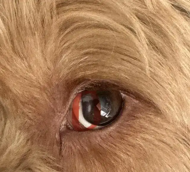 Biała błonka na oku psa: co oznacza i jak powinieneś postąpić?