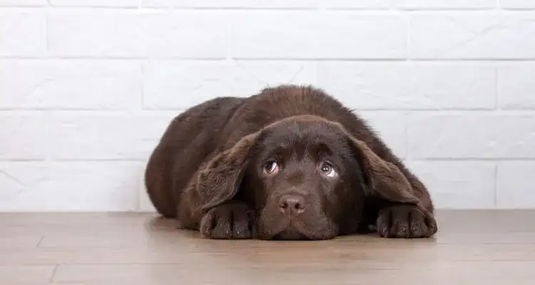 Dlaczego pies wymiotuje po tabletkach na odrobaczanie? Sprawdź przyczyny.