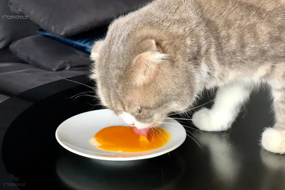 Żółtko dla kota: Tak, ale tylko gotowane! Jak podawać bezpiecznie?