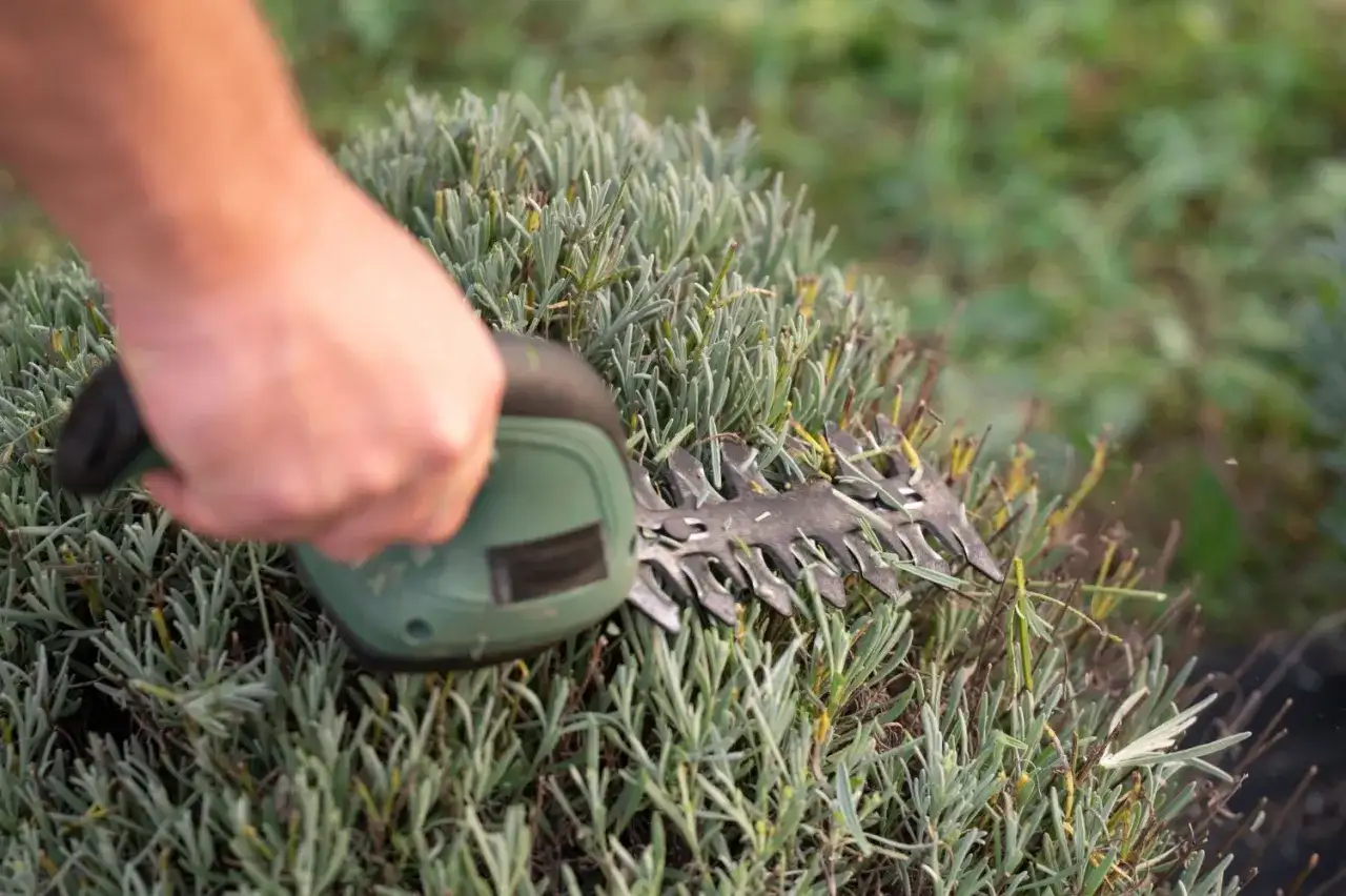 Jak przycinać lawendę? Poradnik: terminy, techniki, błędy