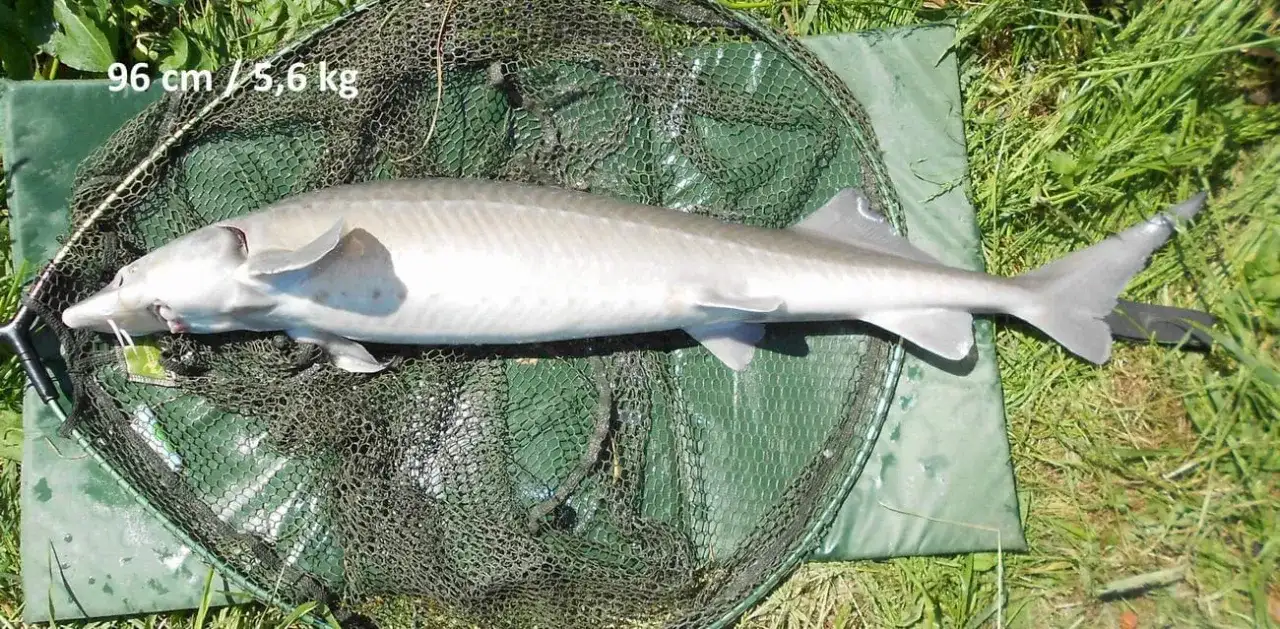 Skuteczna przynęta na jesiotra - najlepsze opcje, które działają