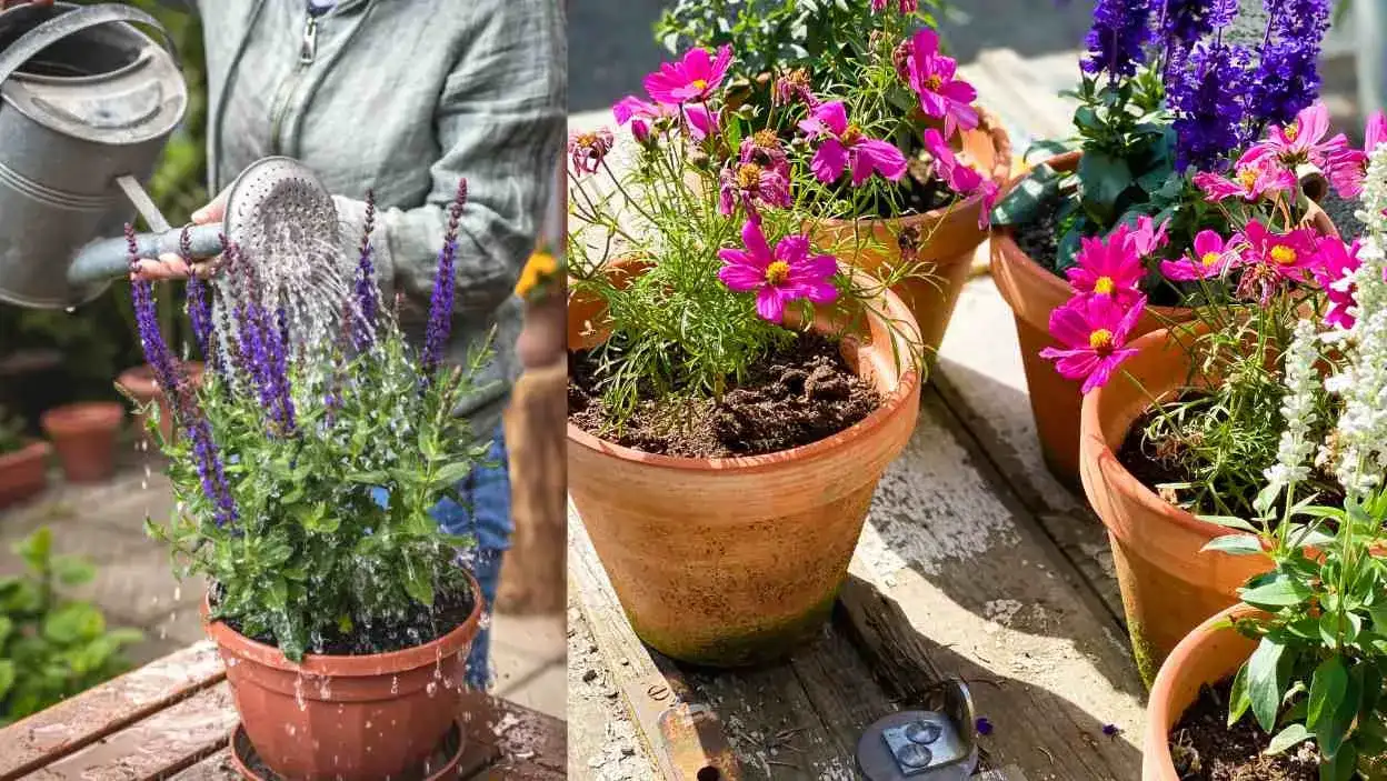 Jakie rośliny na taras dobierać - Praktyczny poradnik dla początkujących