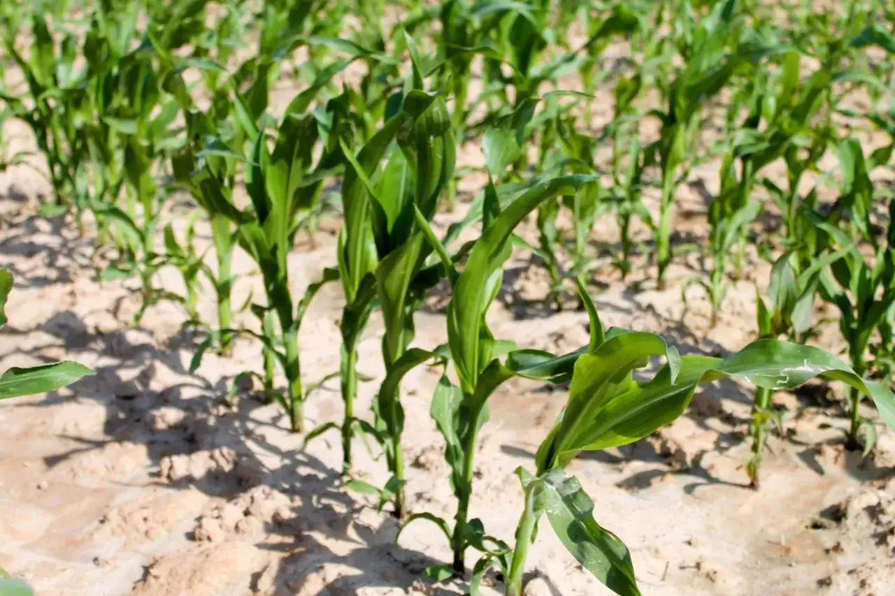 Cynk w kukurydzy: kluczowy minerał dla zdrowia i odporności