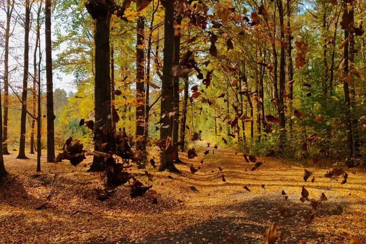 Gdzie na grzyby z noclegiem? Odkryj najlepsze miejsca na grzybobranie