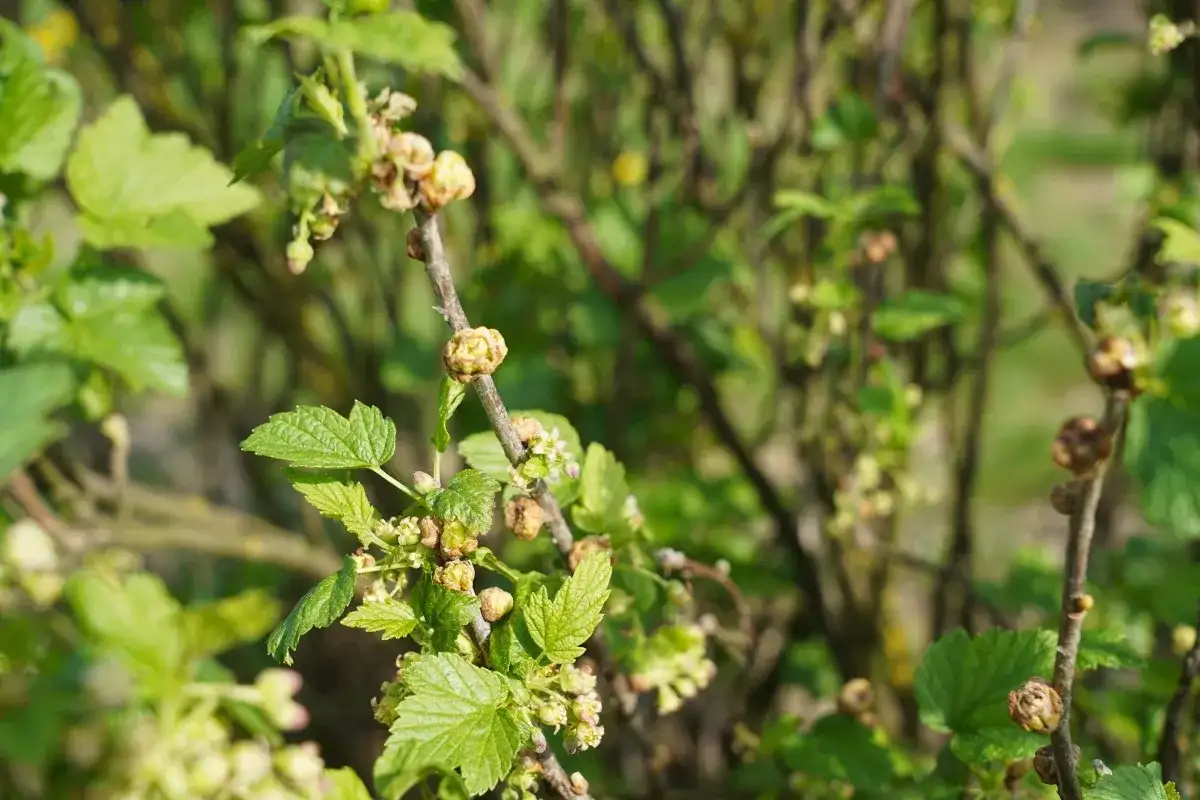 Kwitnienie czarnej porzeczki: kiedy, jak i dlaczego nie kwitnie?
