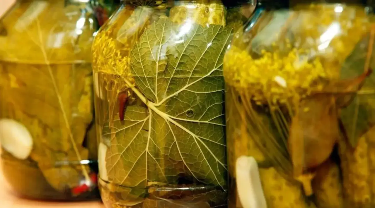 Jakie liście do kiszenia ogórków? Sekret chrupkości i smaku